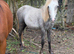 Welsh yearling colt