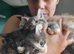 Adorable fluffy kittens