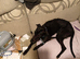 Greyhound cross