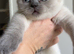 Stunning pedigree British shorthairs
