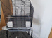Baby conure with new cage