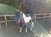 2 yr old cob x mare to make 13.2