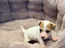 Jack Russell puppy’s