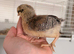 Crested Cream Legbar 1 week old chicks