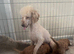Fully red Cavapoo puppies