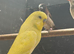 Lutino budgies