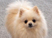 Jast one girl available' Beautiful Pomeranian Puppies for Sale