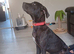 Female Cane Corso