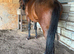 Standarbred & Trotting Horse
