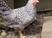 Cream Legbar  Cocks Young Chickens Blue Egg