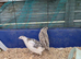 Quail
