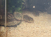 10 quail for sale unsexed