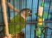 Parrot rescue