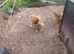 Buff sussex pullets