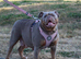 Olde English bulldog retired