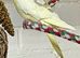 Beautiful young hen cockatiel for aviary only!