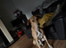 Saluki bull lurcher