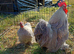 Lavender Pekin pair