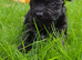 Biewer Yorkshire terrier puppy