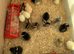 1 week old chicks, Collection Sheffield 18