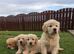Golden retriever puppies for sale