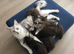 Maine Coon boy kitten