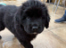 Newfoundland puppy