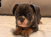 French Bulldog Puppies for Sale – Only £550 Each