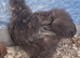 Black USA bearded silkie cockerel available