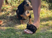 Beautiful Female Silver Dapple Dachshund Puppy