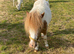 Standard Shetland colt