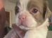 6 adorable babies, loving homes only!