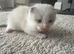 Four kittens