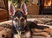 Traditional German Shepherd