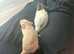 Two male rats with set up