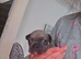 Kc reg french bulldogs