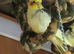 5 cockatiels for sale