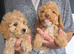 Cockapoo puppy boys