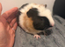 Female 3 month old tame guinea pig