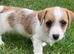 Jackrussell pups