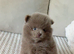Amazing lilac girls russian line pomeranians