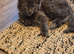 **REDUCED** PEDIGREE GCCF BLUE Maine coon baby