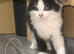 4 kittens looking home