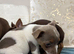 Jackrussel puppy