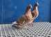 Red Mulman pair