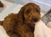 Gorgeous Cavapoo puppies