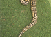 Firefly yellowbelly ph pied male
