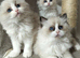 Fluffy