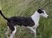 10 month old lurcher bitch