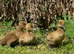 Female ducklings, miniature appleyard, runners, Khakis